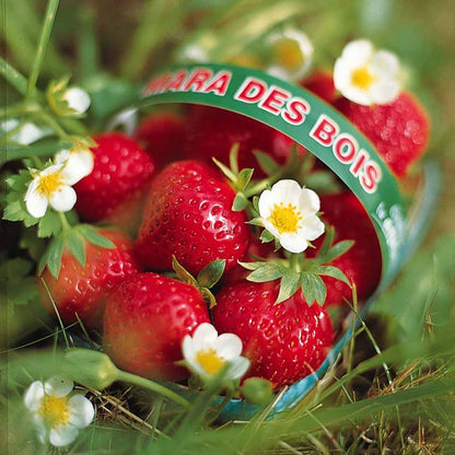  Fraisier Remontant Mara Des Bois
