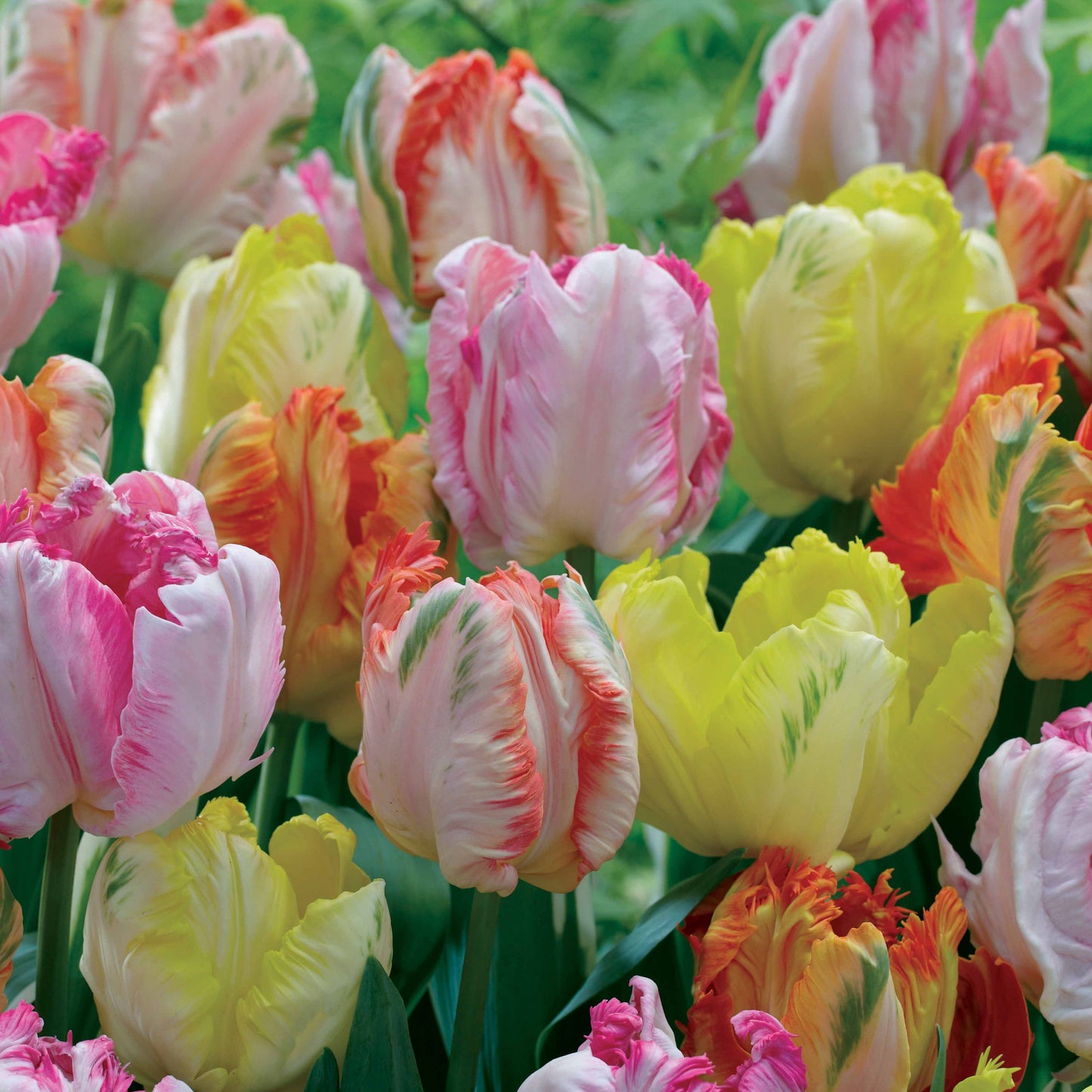  18 Tulipes Perroquets Pastel En Mélange