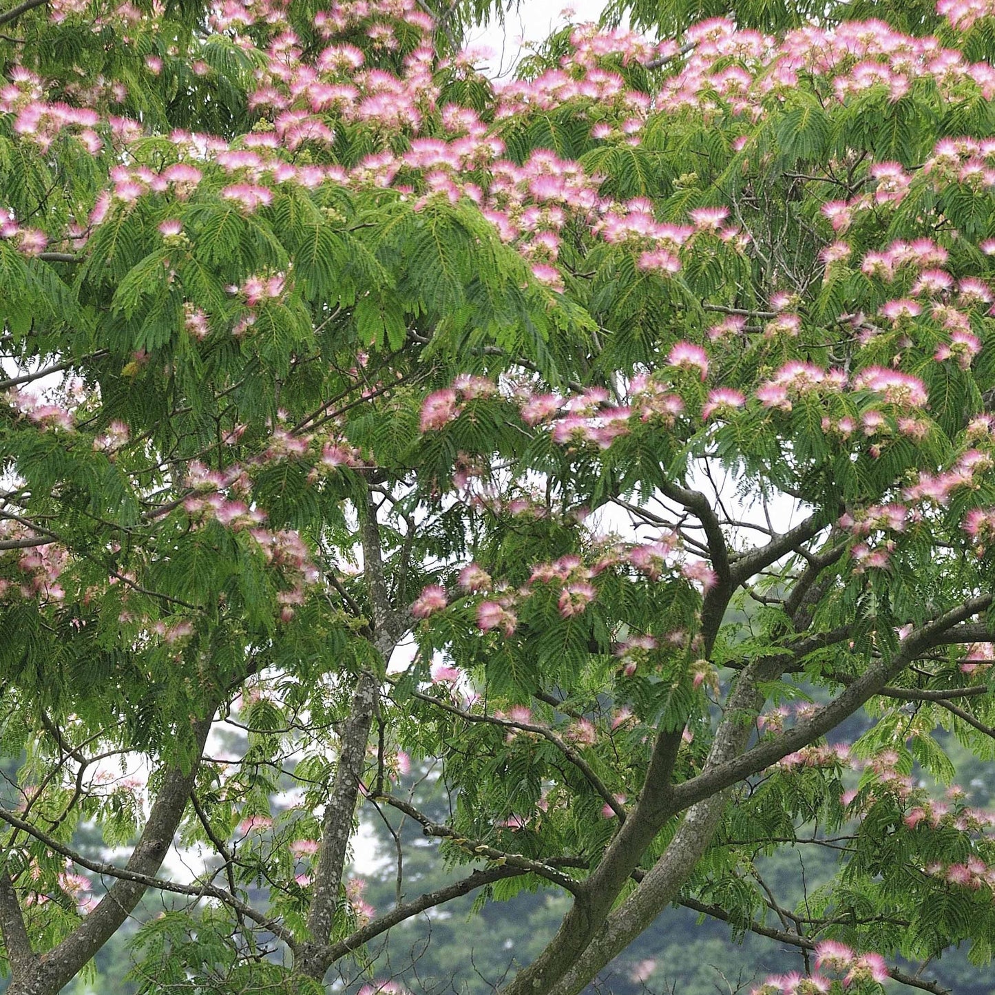  Arbre à Soie Rose