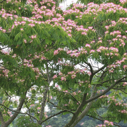  Arbre à Soie Rose