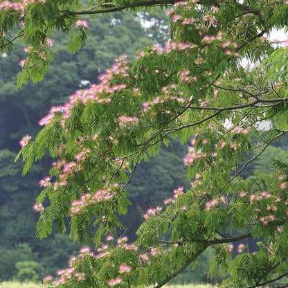  Arbre à Soie Rose