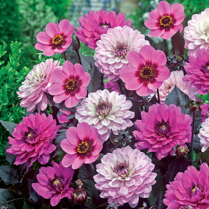  6 Dahlias à Feuillage Pourpre
