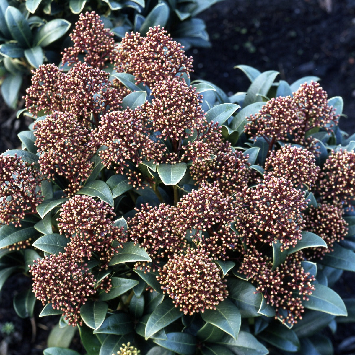  Skimmia Du Japon