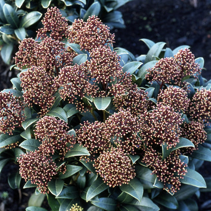  Skimmia Du Japon