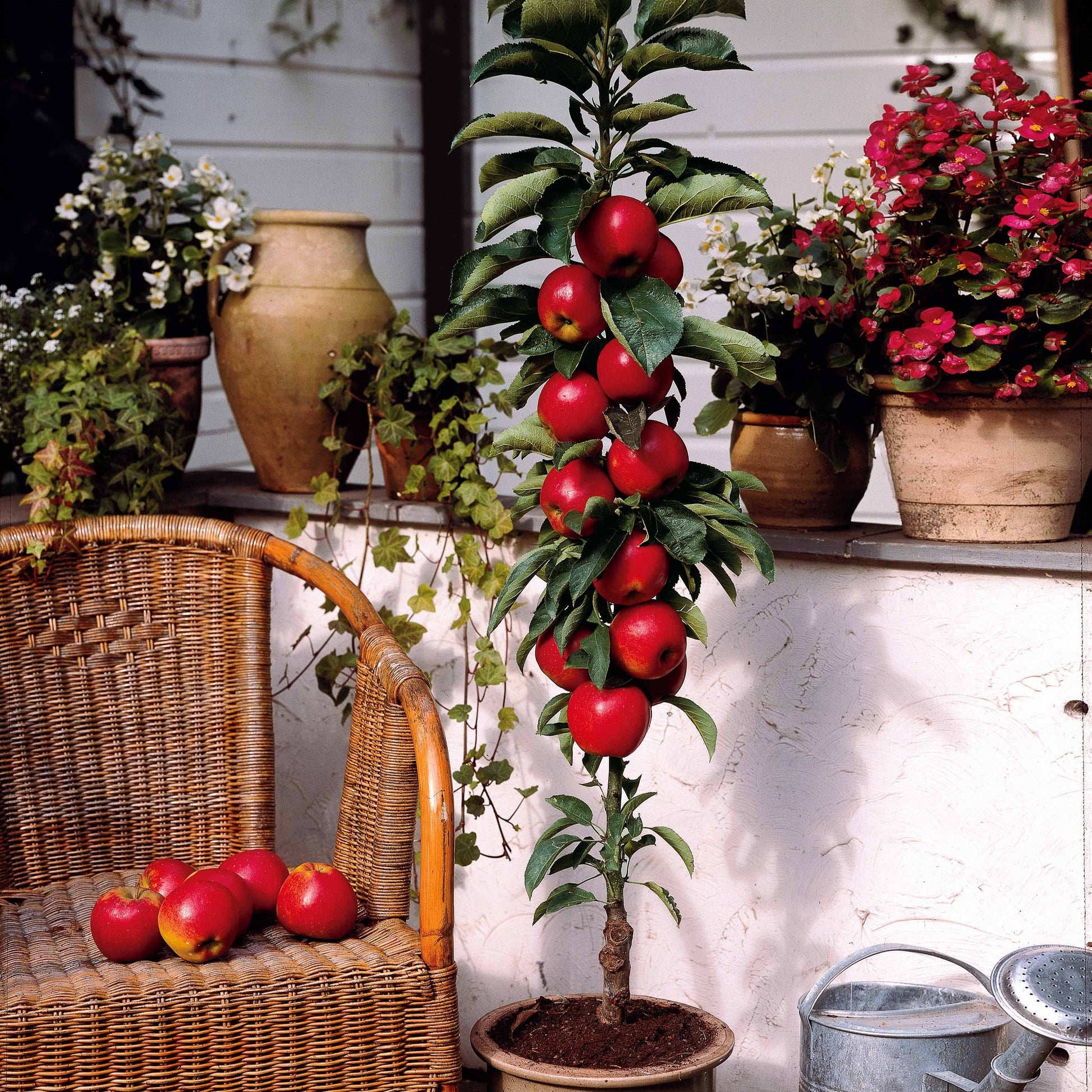  Mini Pommier Red Spur Delicious