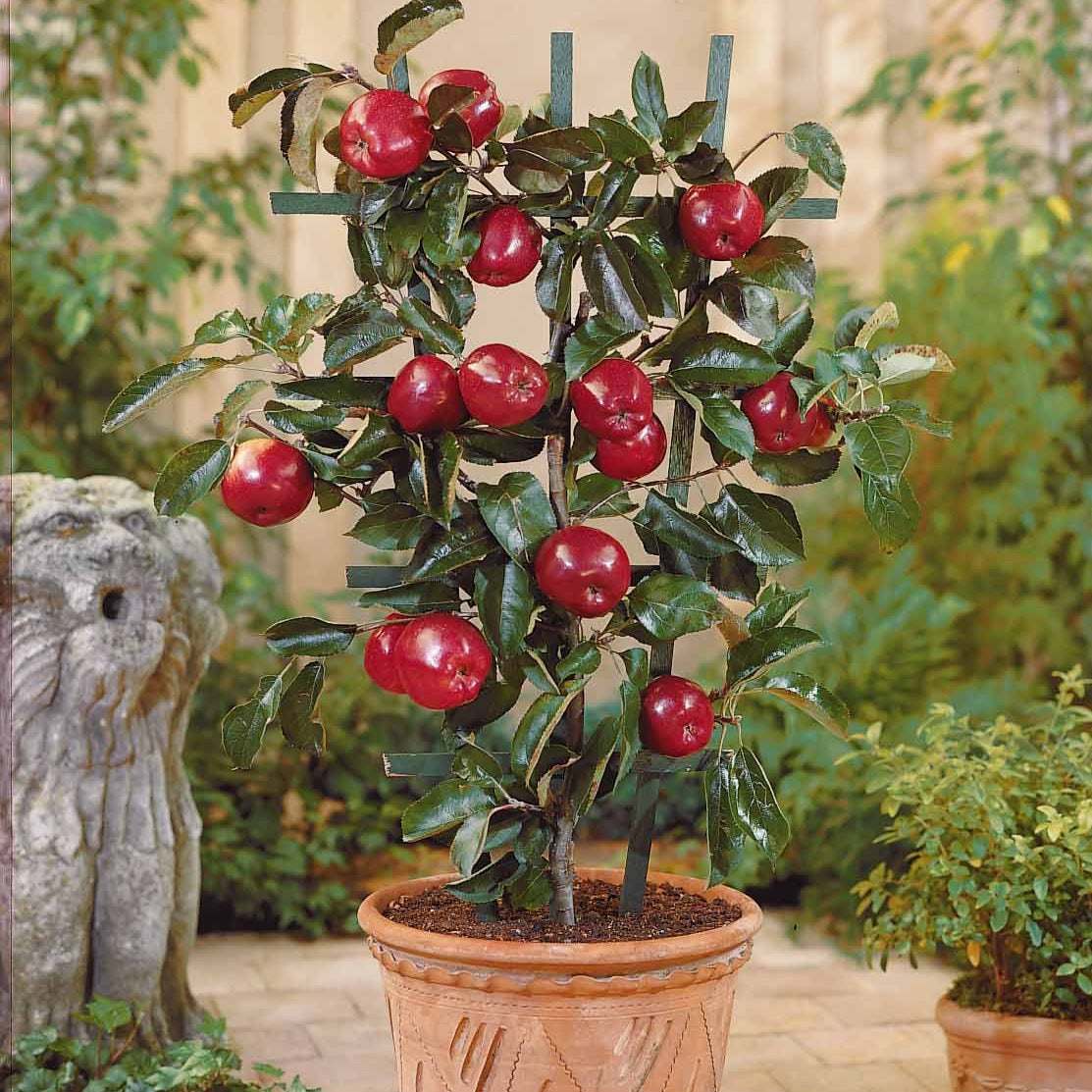  Mini Pommier Red Spur Delicious