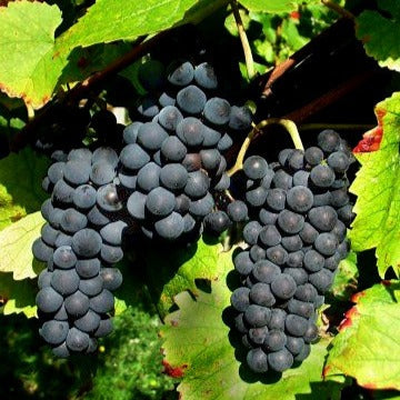  Vigne Pinot