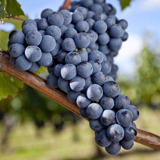  Vigne Merlot