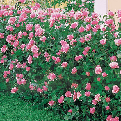  Rosier Queen Elisabeth