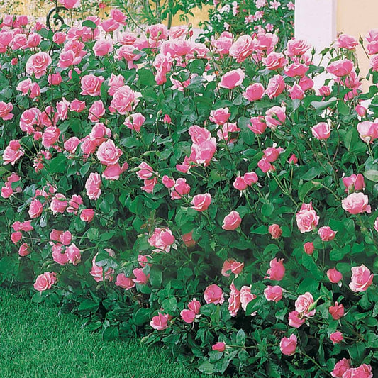  Rosier Queen Elisabeth