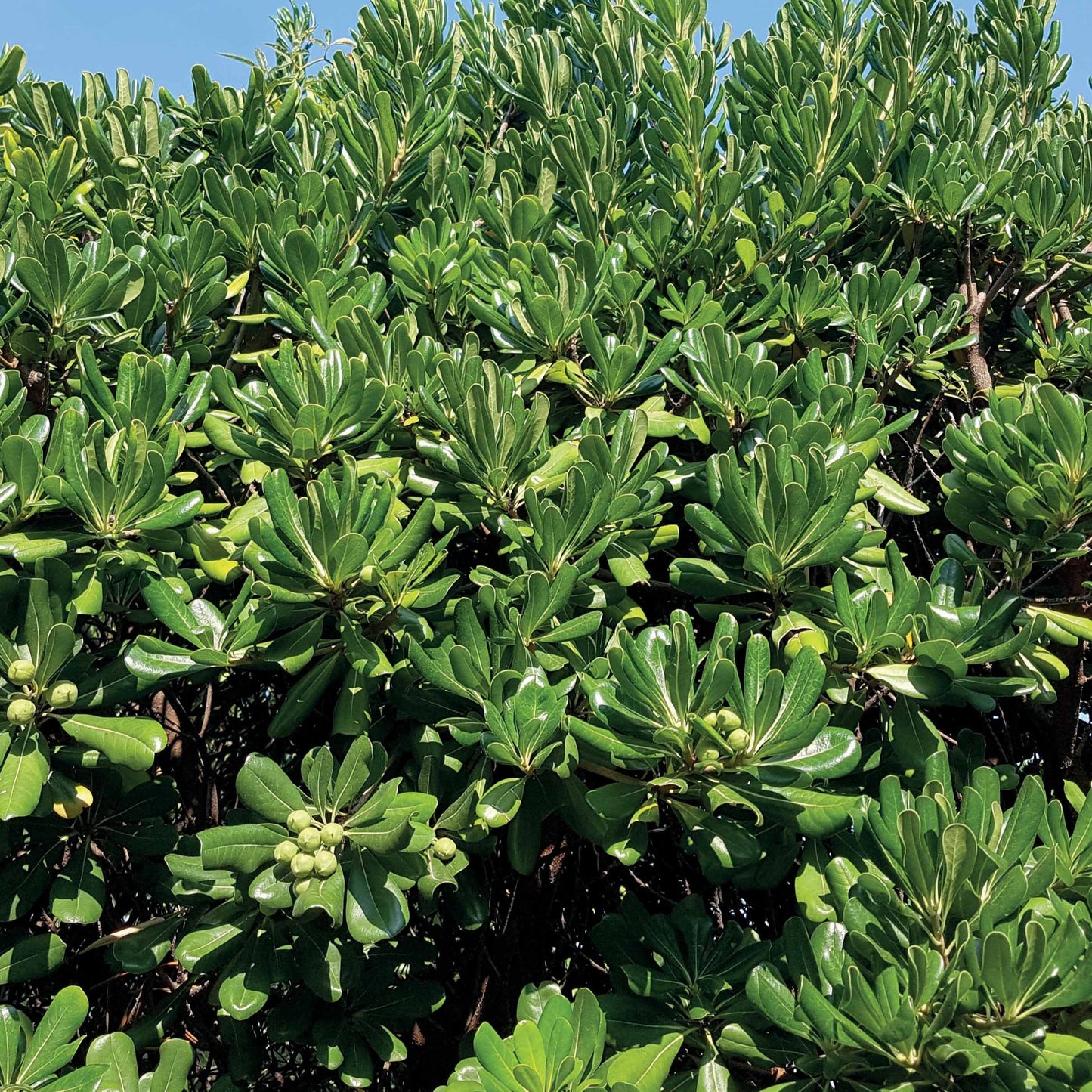  Pittosporum Tobira
