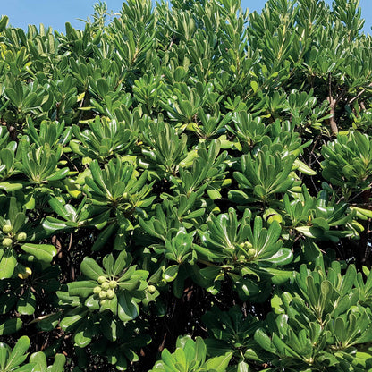  Pittosporum Tobira
