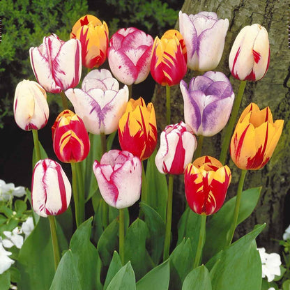  20 Tulipes Flammées En Mélange