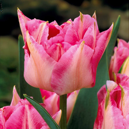  Collection De 30 Tulipes Doubles Murillo
