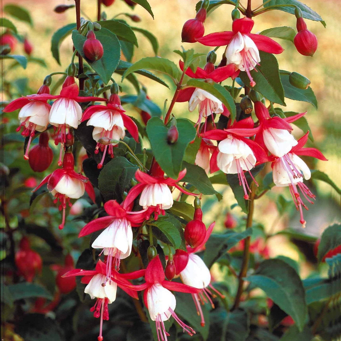  6 Fuchsias Rustiques En Mélange