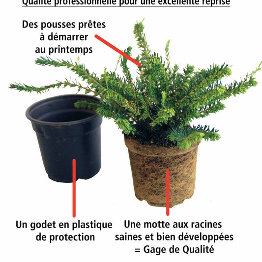 6 Bruyères D'hiver En Mélange