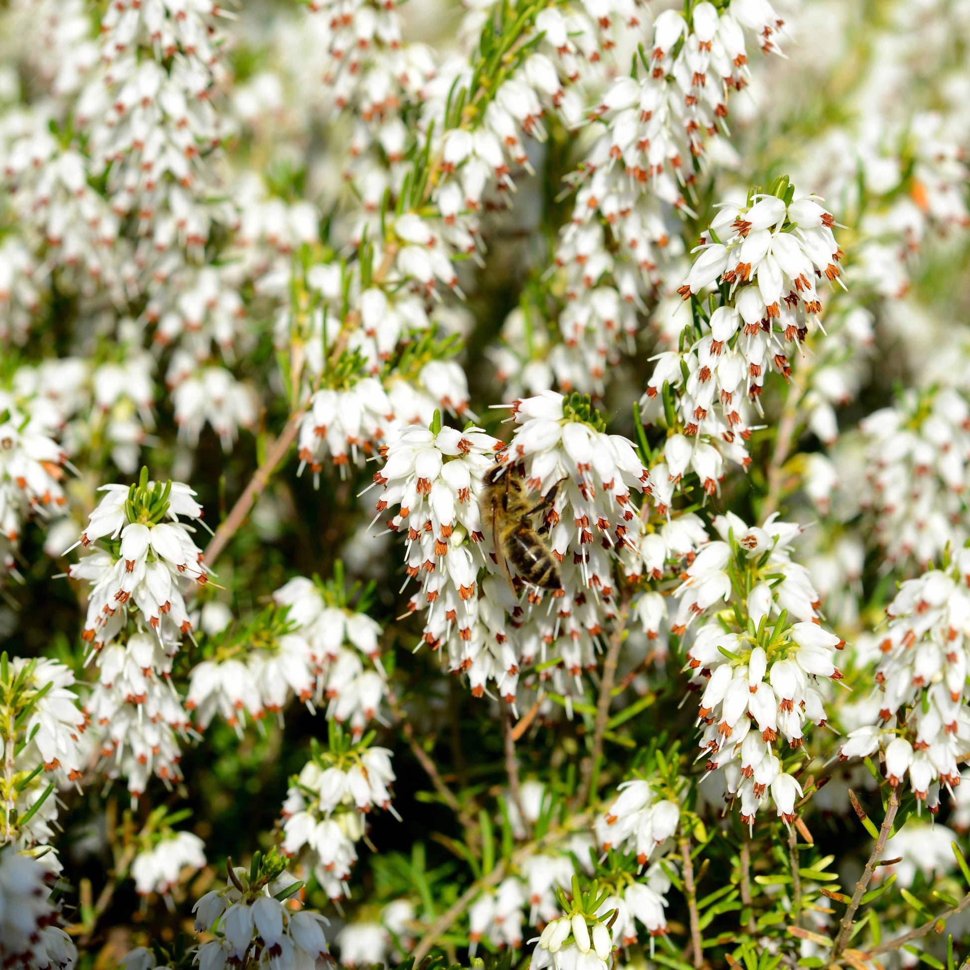  6 Bruyères D'hiver En Mélange