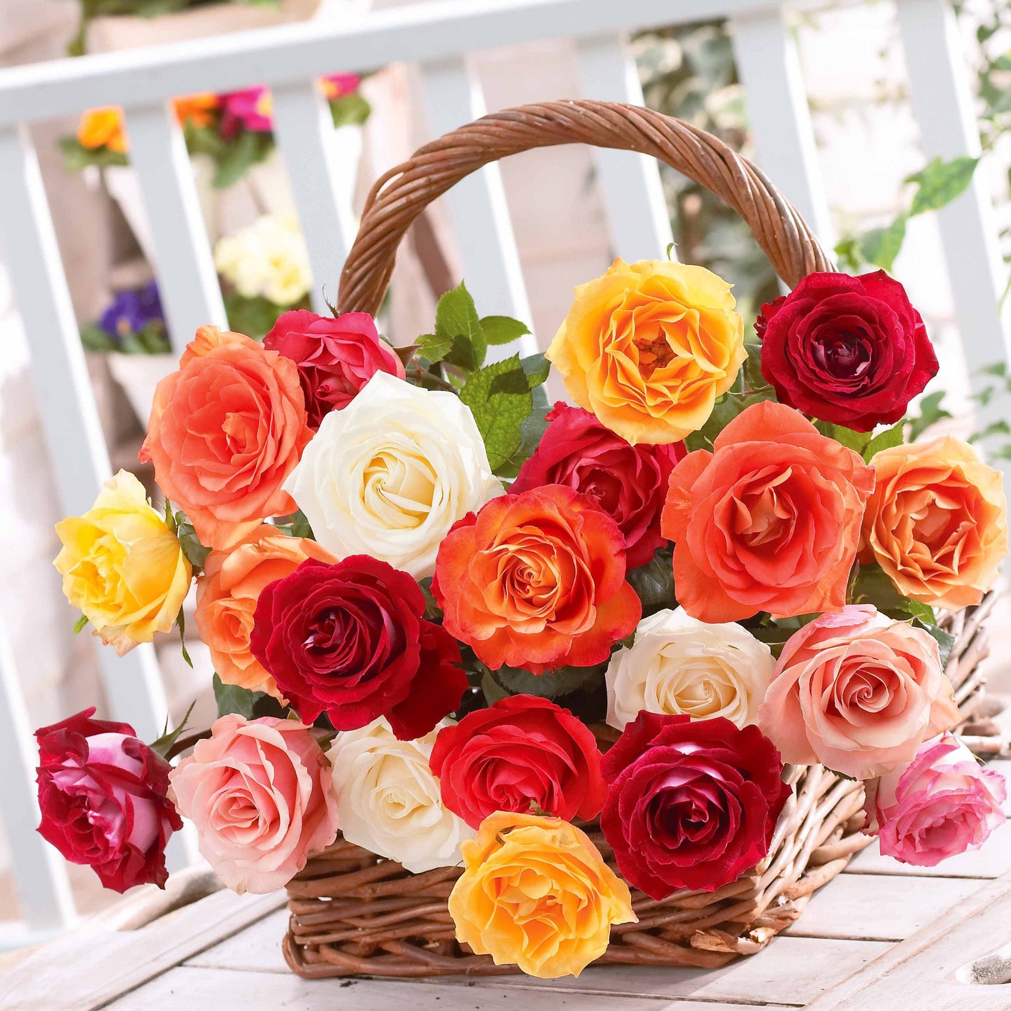  10 Rosiers Buissons En Mélange