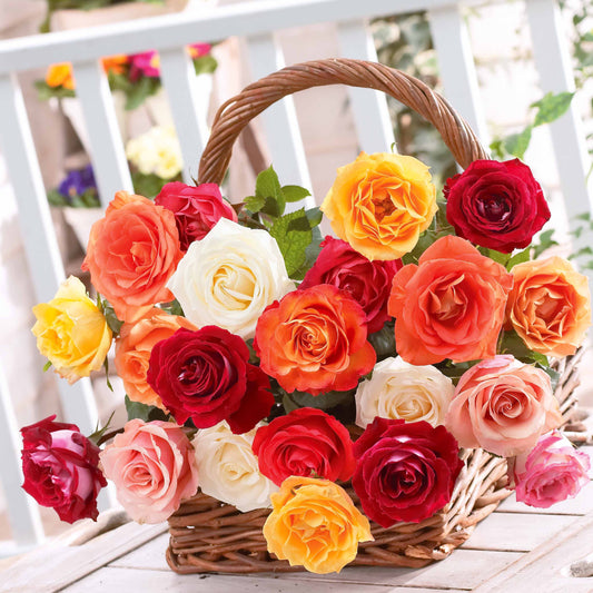  10 Rosiers Buissons En Mélange