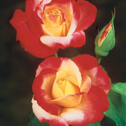  Collection De 3 Rosiers Buissons : Osiria, Famosa, Double Delight