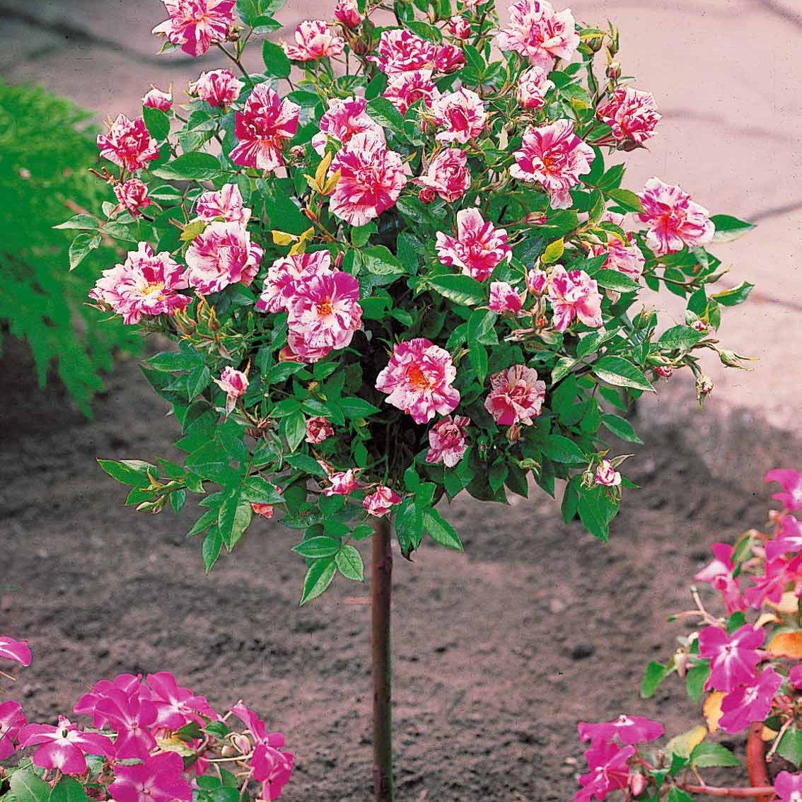  Collection De 2 Mini-rosiers Sur Tiges Armida Et Mousha