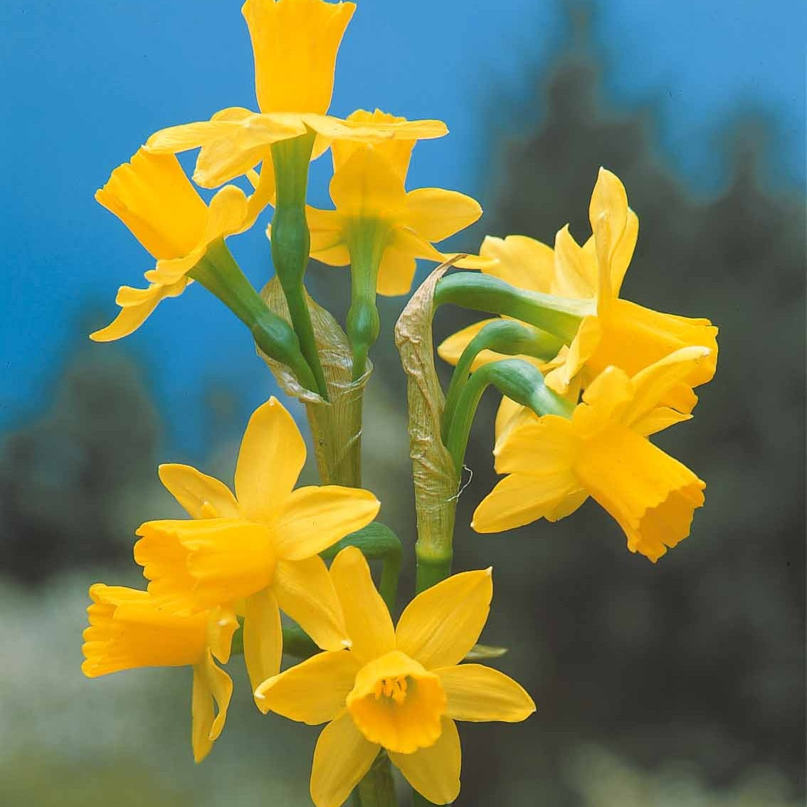  Collection De 30 Mini Narcisses : Jet Fire, Rip Van Winkle, Tête à Tête