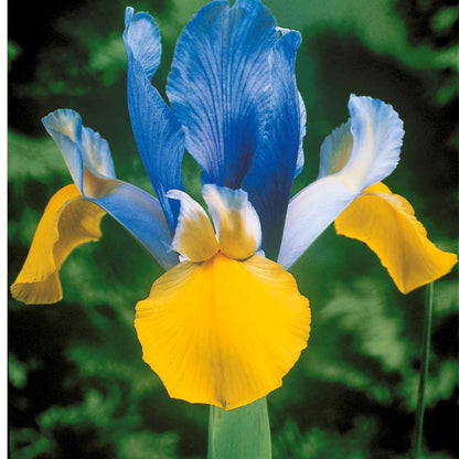  40 Iris De Hollande Colorés En Mélange