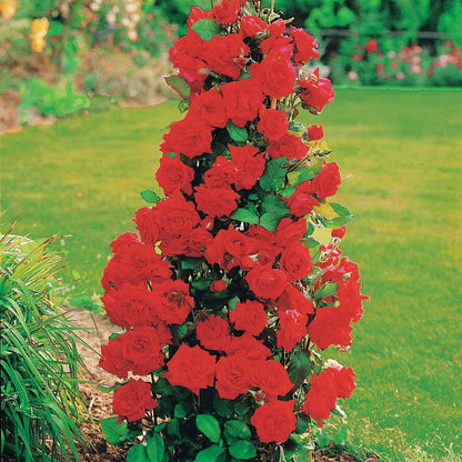  Collection De 4 Rosiers Arbustes : Shalom, Korbin, Westerland, Handel