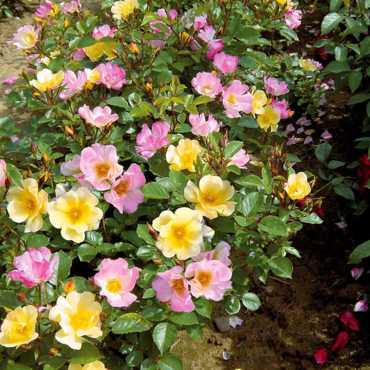  Collection De 6 Rosiers Couvre-sols Happy Chappy Et Wonderland