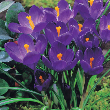  60 Crocus Blanc Violet, Jaune, Blanc, Violet En Mélange
