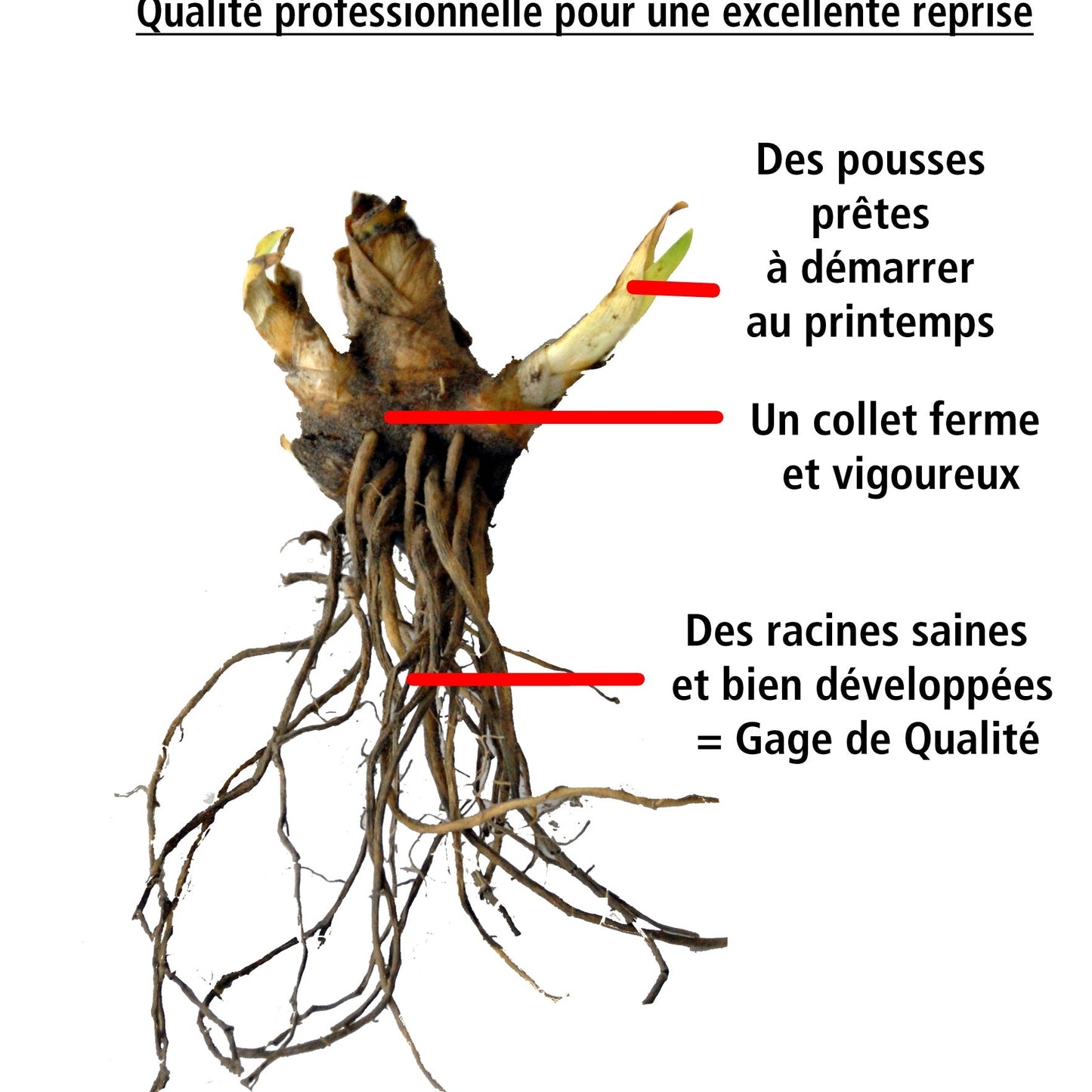  Collection De 6 Iris De Jardin : Lasso, Bordure, Sangreal