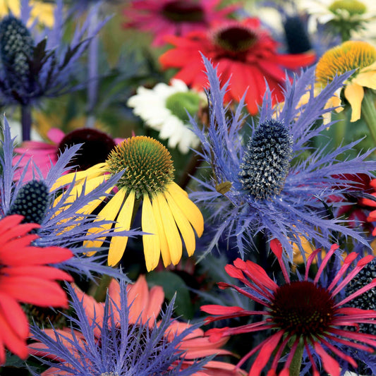  3 Rudbeckias Et Chardon Bleu En Mélange