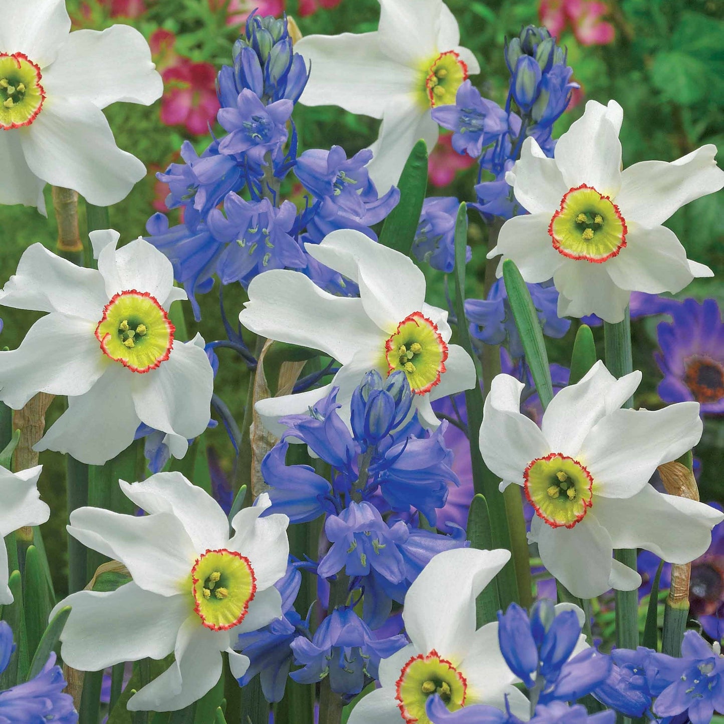  20 Bulbes Pour Massifs Blancs Et Bleus En Mélange