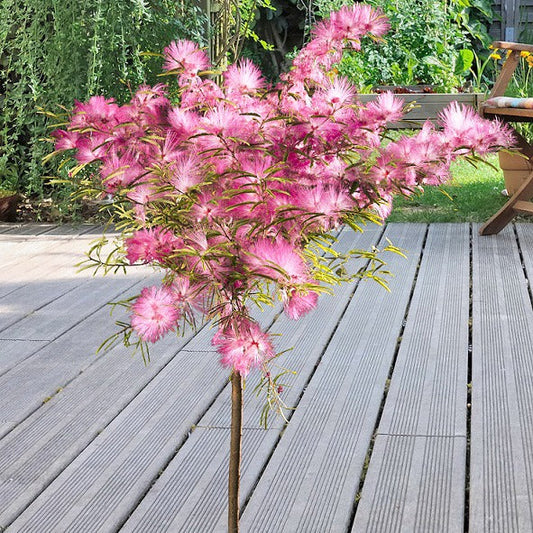  Calliandra Surinamensis Pink Powder Puff Sur Tige