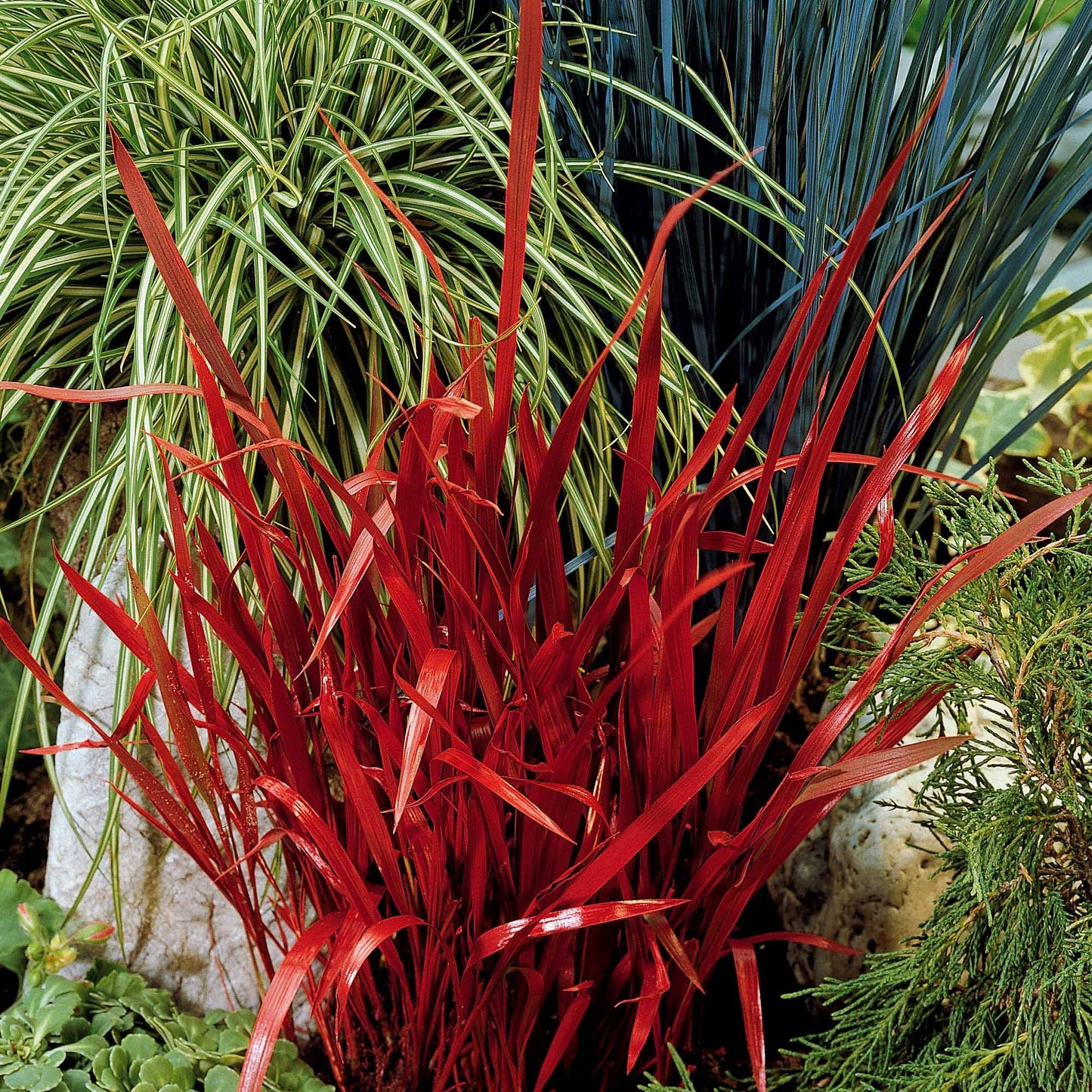  Collection De 7 Plantes Vivaces à Feuillages Originaux