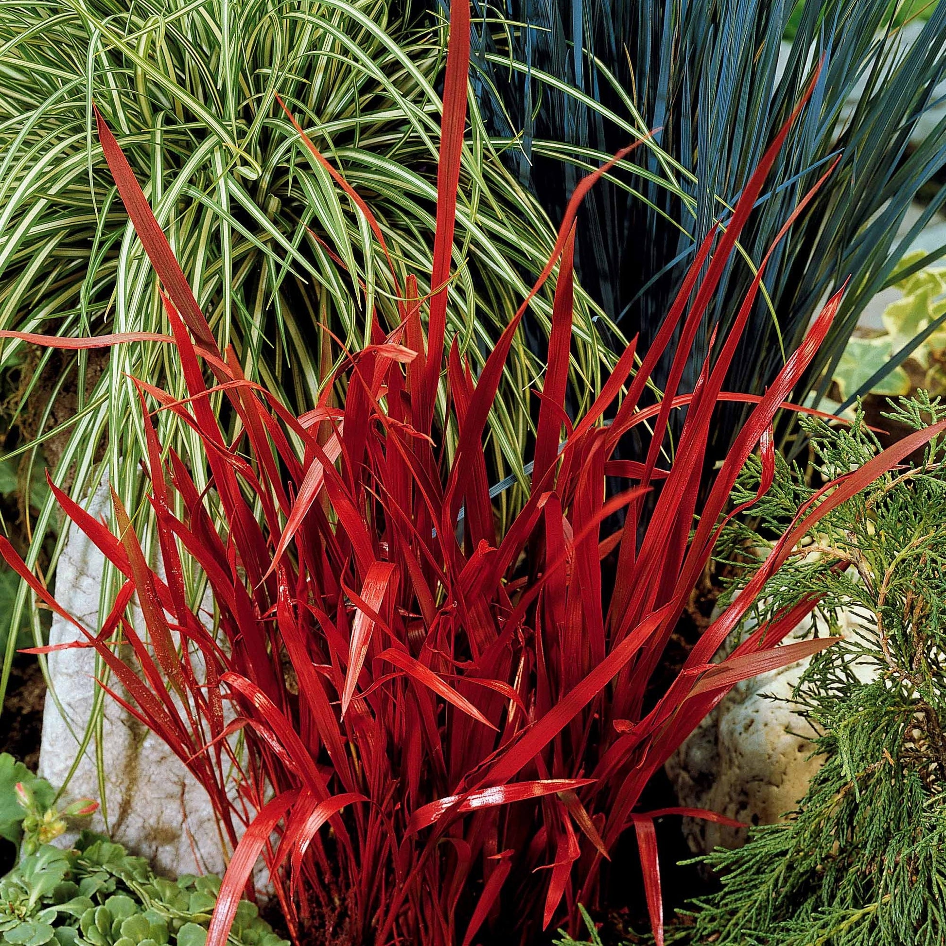  Collection De 7 Plantes Vivaces à Feuillages Originaux
