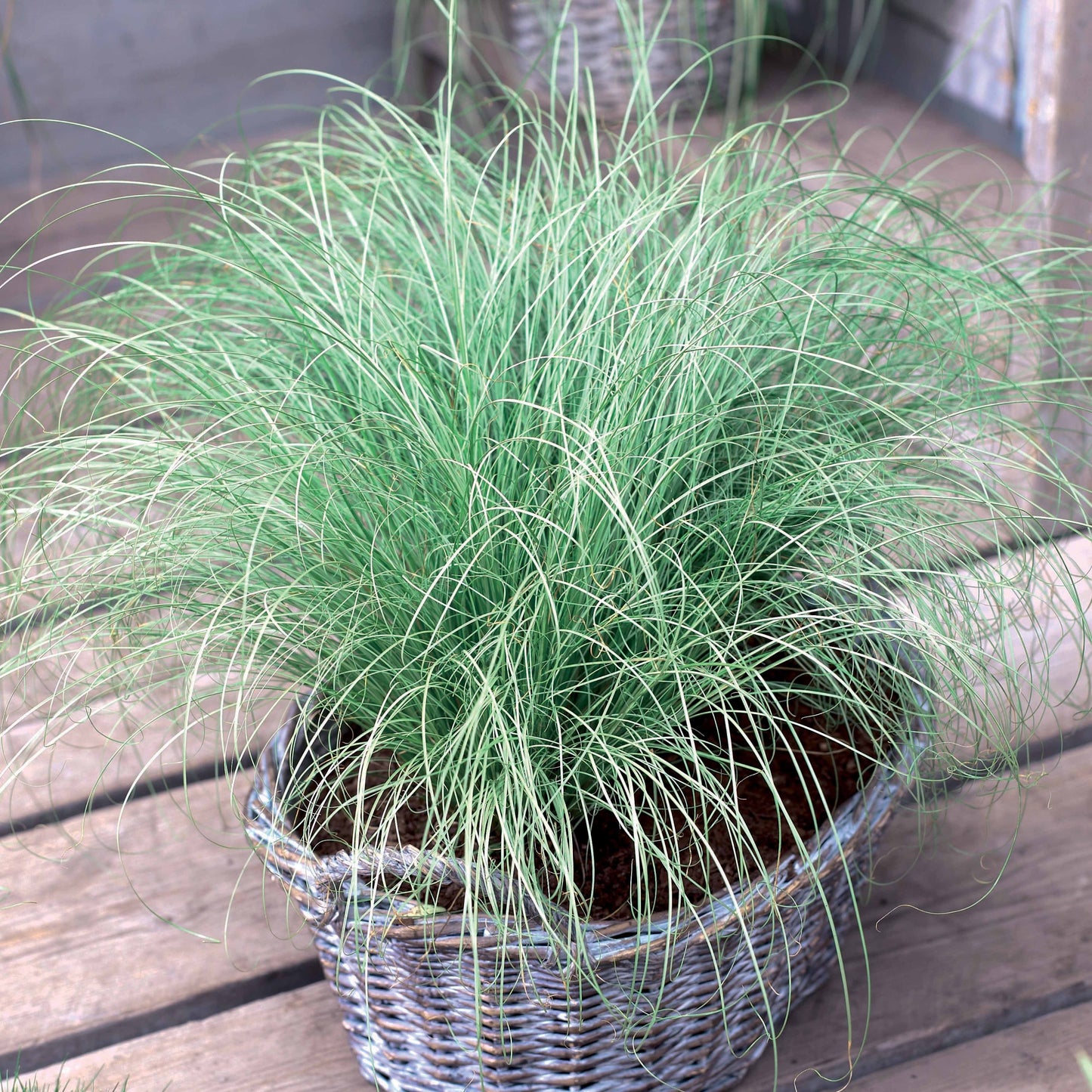  Collection De 7 Plantes Vivaces à Feuillages Originaux