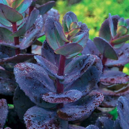  Collection De 7 Plantes Vivaces à Feuillages Originaux