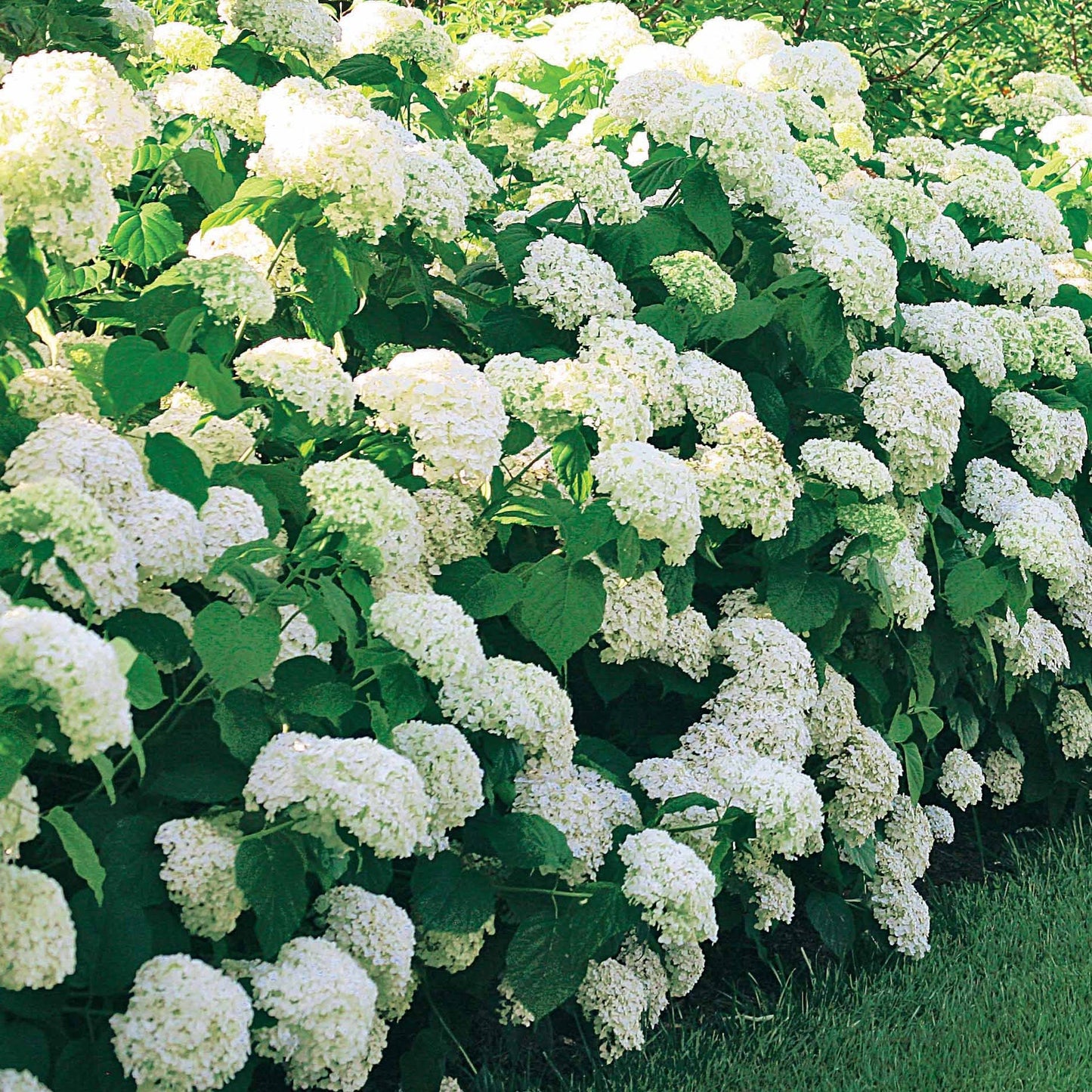  Collection D'Hortensias Pour Massifs Et Haies Fleuris - 3 Arbustes