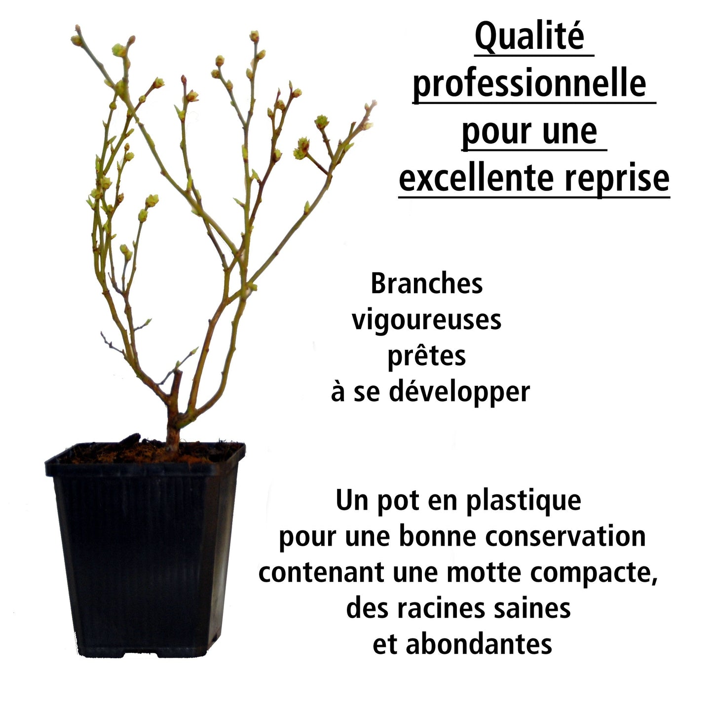  Collection De 4 Arbustes à Fruits Vitaminés