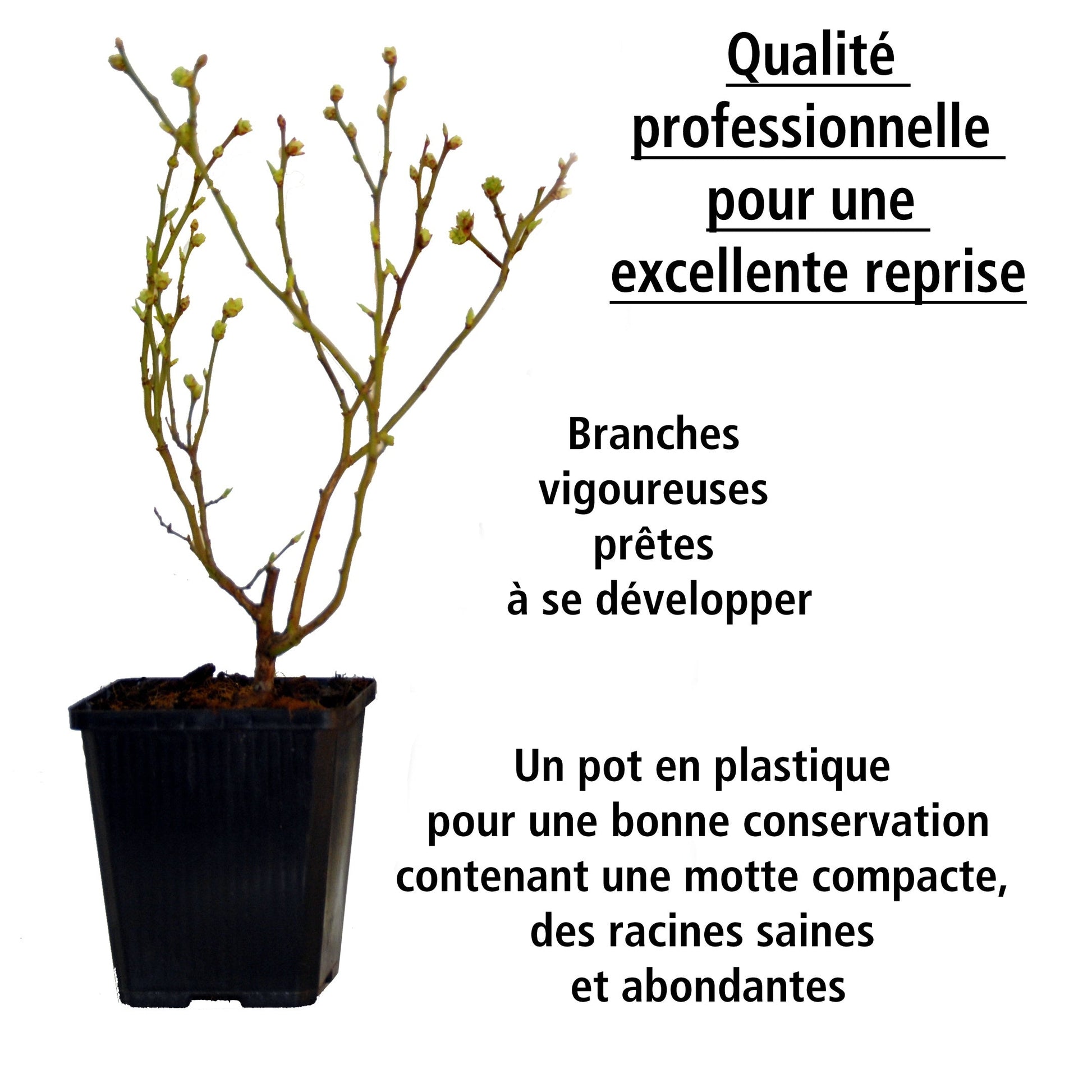  Collection De 4 Arbustes à Fruits Vitaminés
