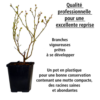 Collection De 4 Arbustes à Fruits Vitaminés
