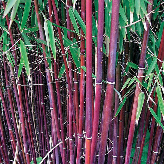  Collection De 3 Arbustes Pour Jardin Japonais
