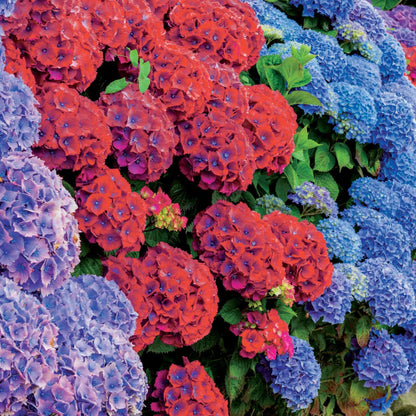  Collection De 4 Hortensias Rouges Et Bleus