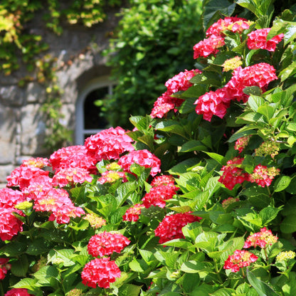  Collection De 4 Hortensias Rouges Et Bleus