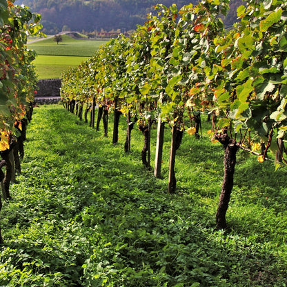  Collection De 3 Viticoles : Vitis Vinifera Pinot, Merlot, Chardonnay