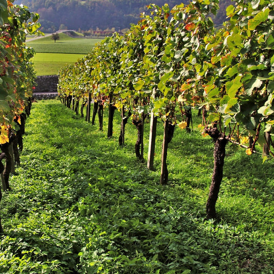  Collection De 3 Viticoles : Vitis Vinifera Pinot, Merlot, Chardonnay