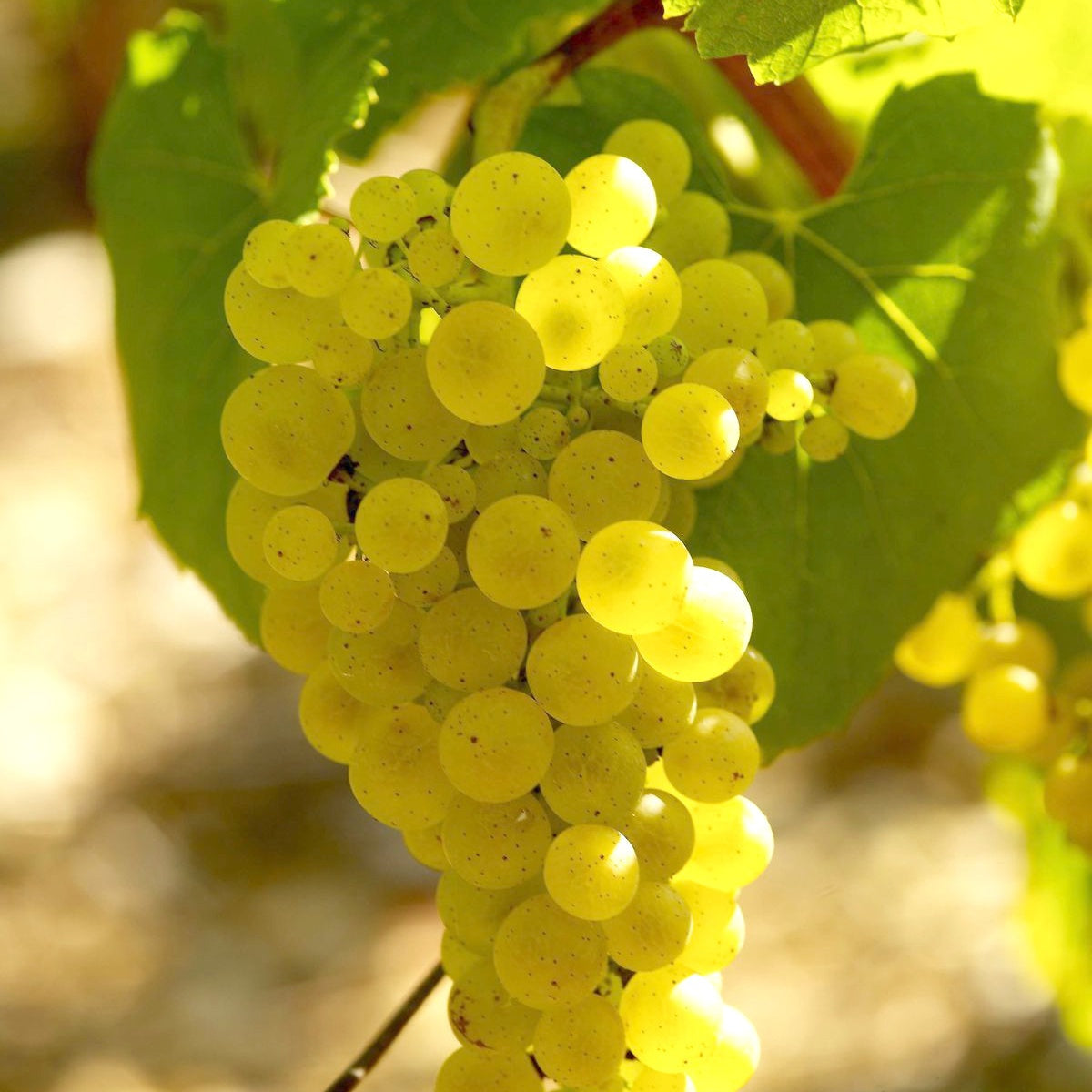  Collection De 3 Viticoles : Vitis Vinifera Pinot, Merlot, Chardonnay