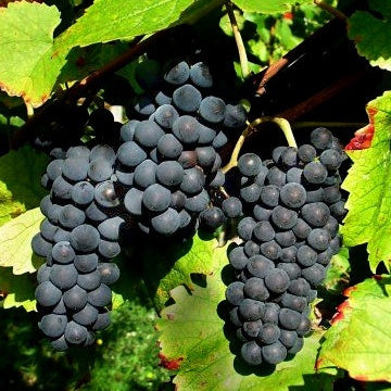 Collection De 3 Viticoles : Vitis Vinifera Pinot, Merlot, Chardonnay