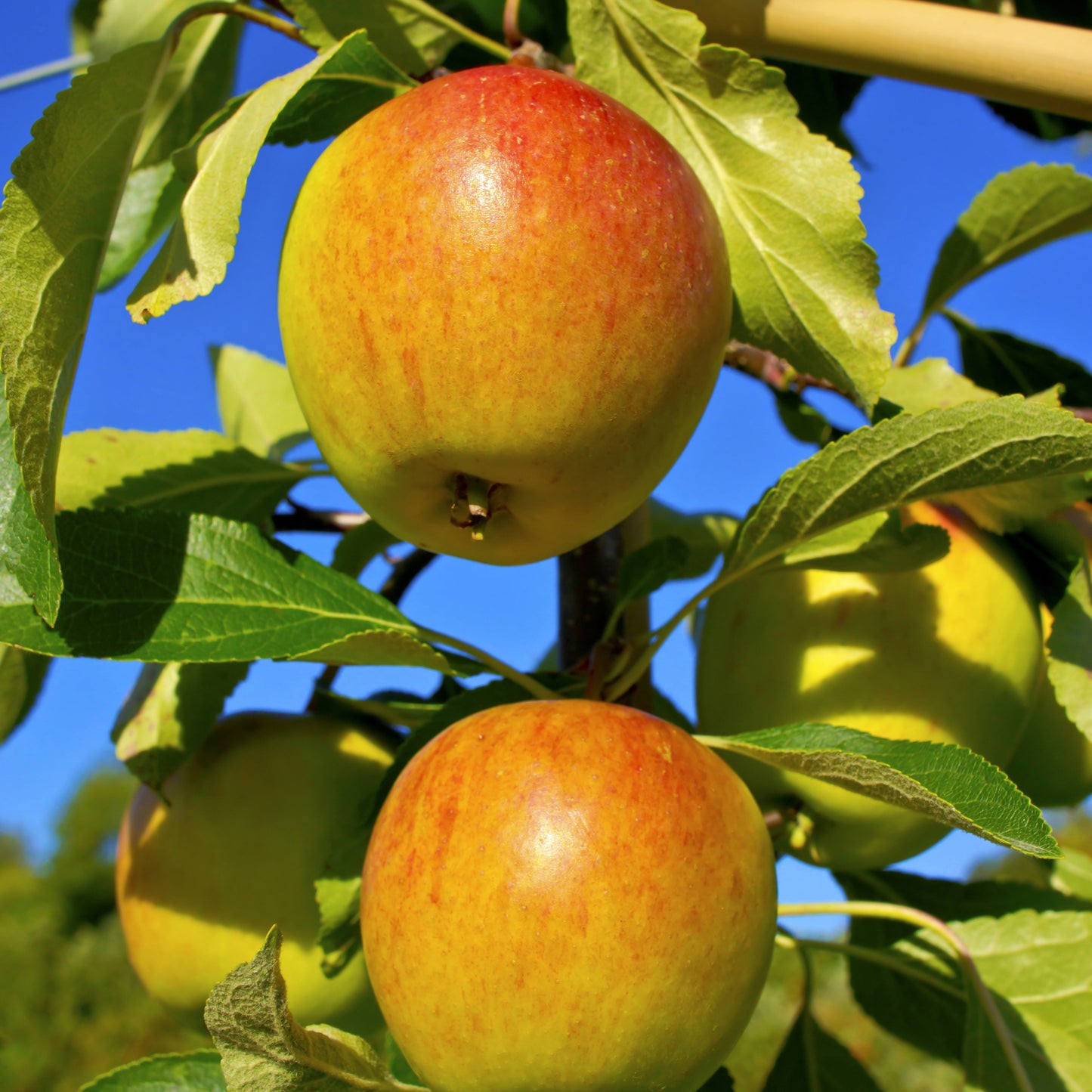  Collection De Pommiers : Reine De Reinettes, Gala, Golden Delicious